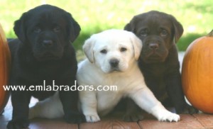 Endless Mountain Labradors Pups