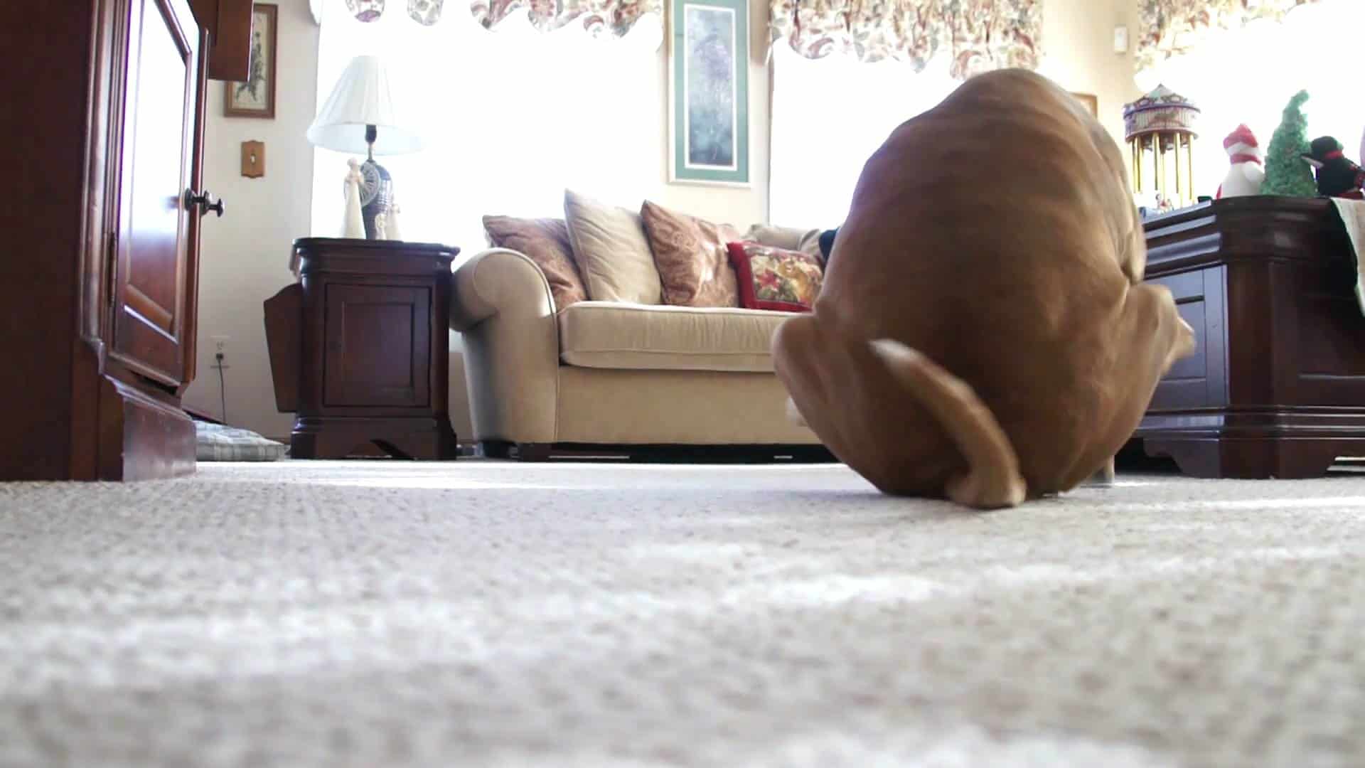 Cat Dragging Butt On Floor 96