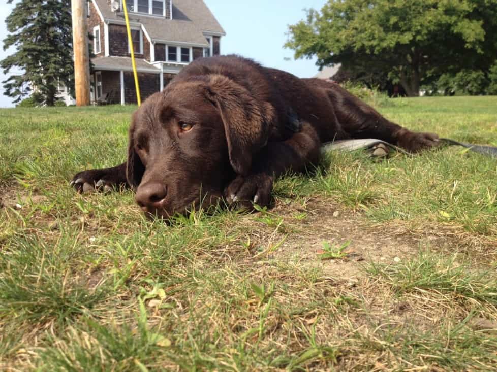 How to Control Your Dog’s Shedding! Endless Mountain Labradors