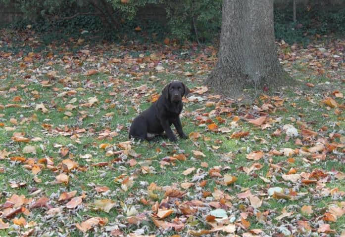 Bear (sicily x spencer) sitting in the yard- Endless Mt. Labradors