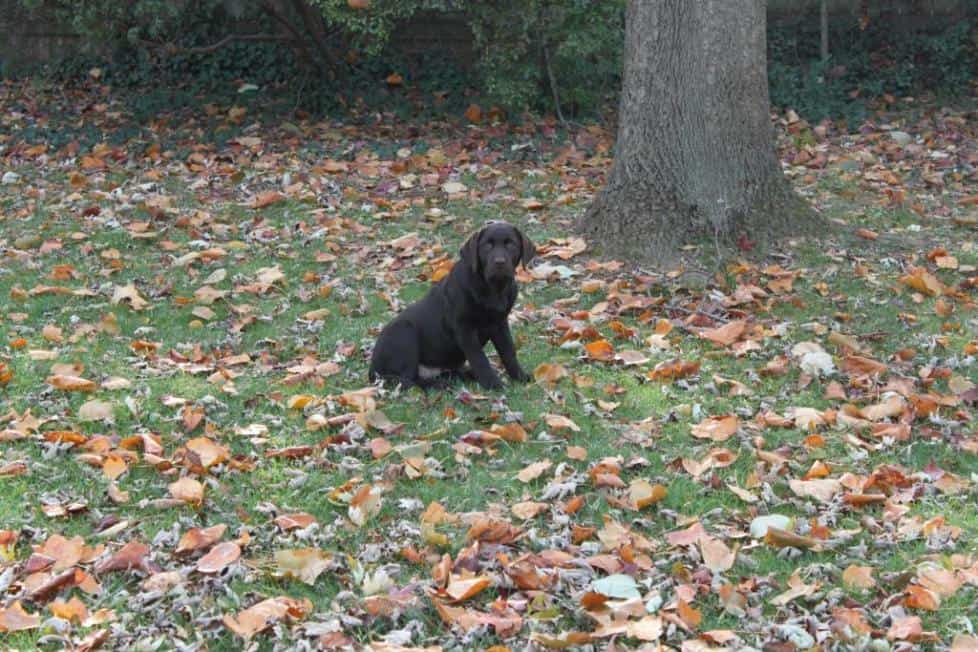 Bear (sicily x spencer) sitting in the yard- Endless Mt. Labradors