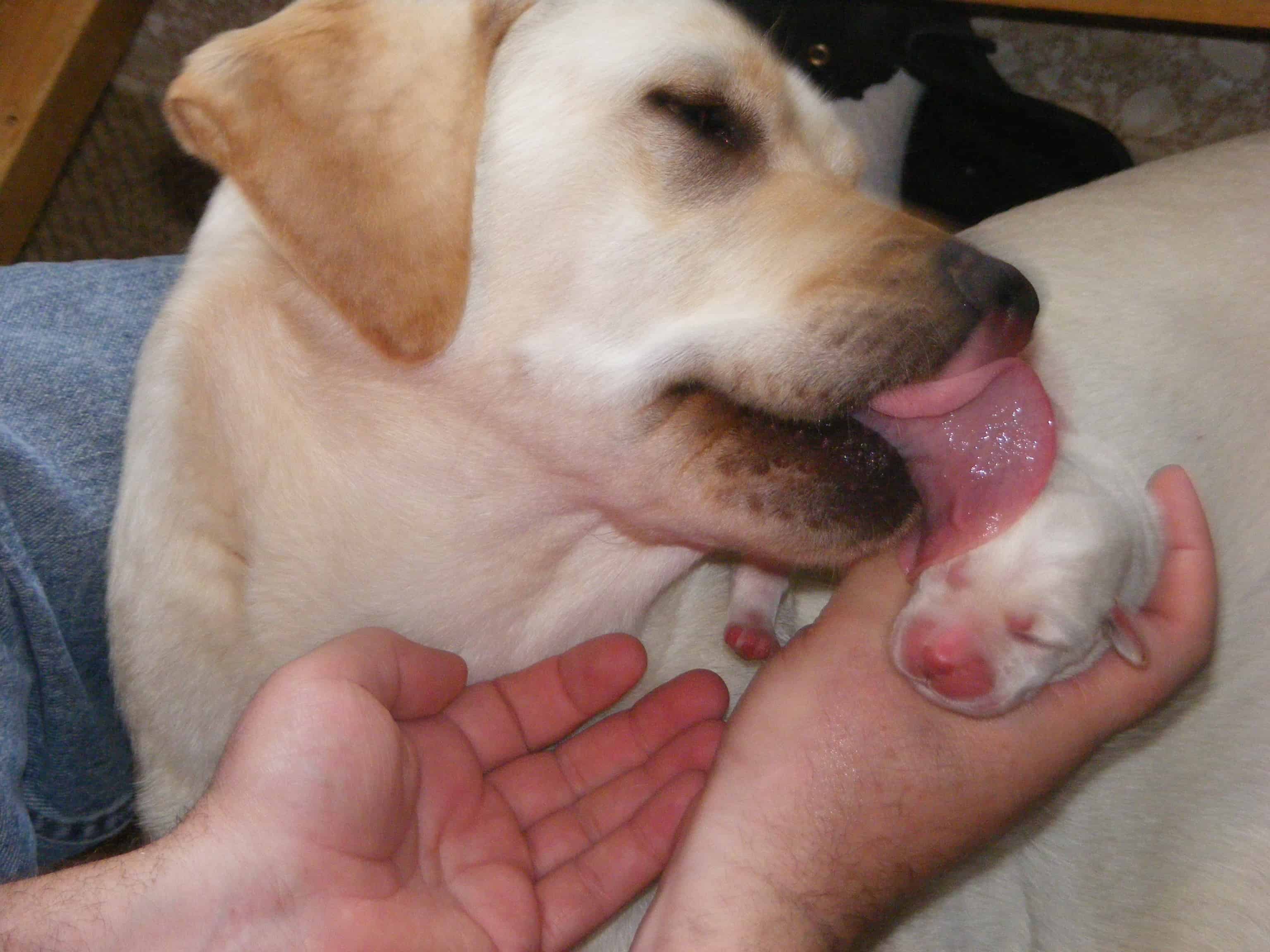 momma and pup 2 - Endless Mt. Labradors