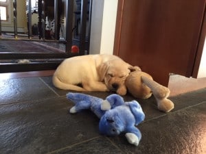 Finnegan (Julia x Manny) sleeping puppy
