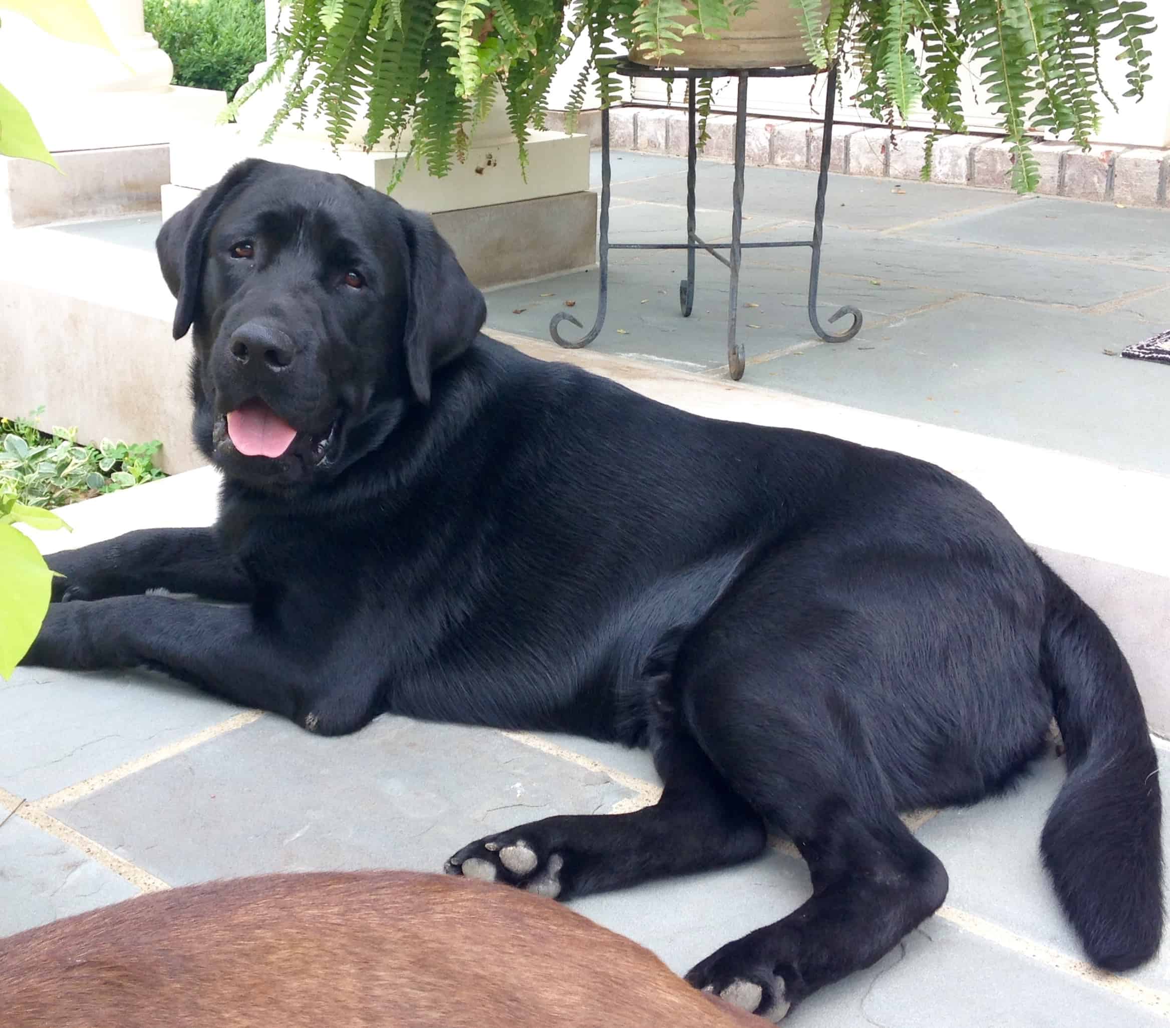 How Large Is A Labrador Endless Mountain Labradors