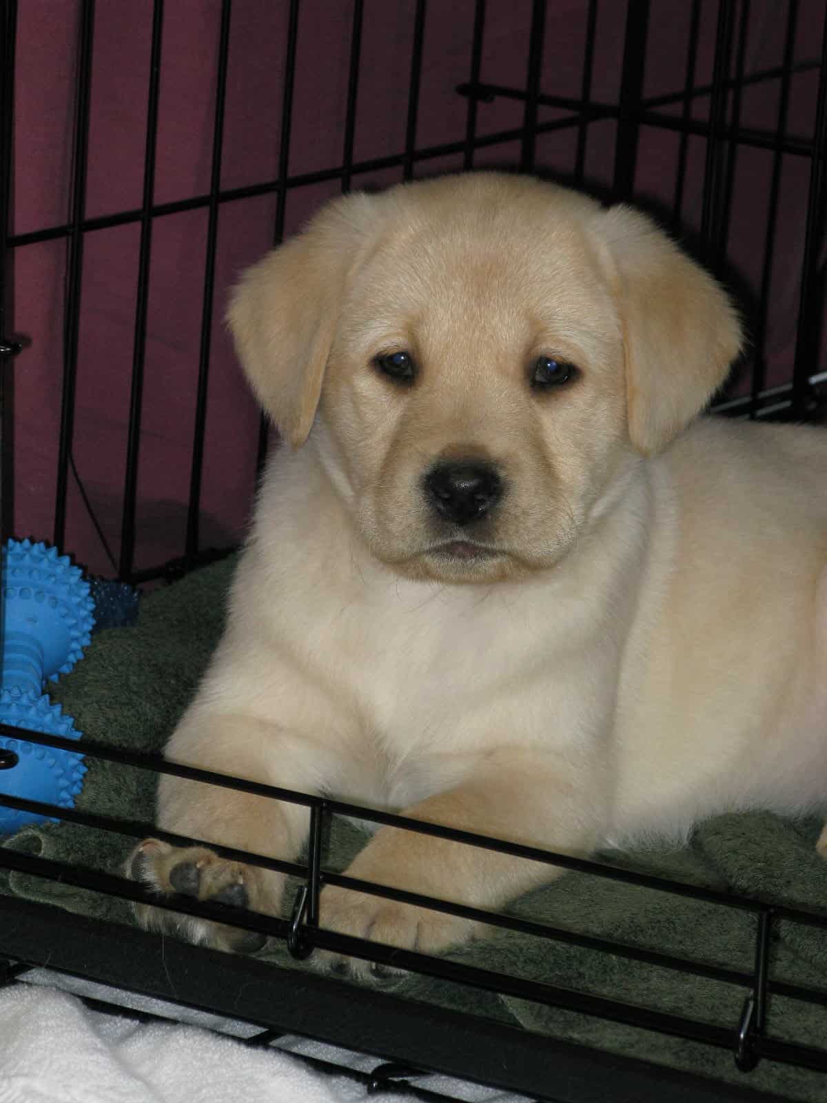 Crate for lab clearance puppy