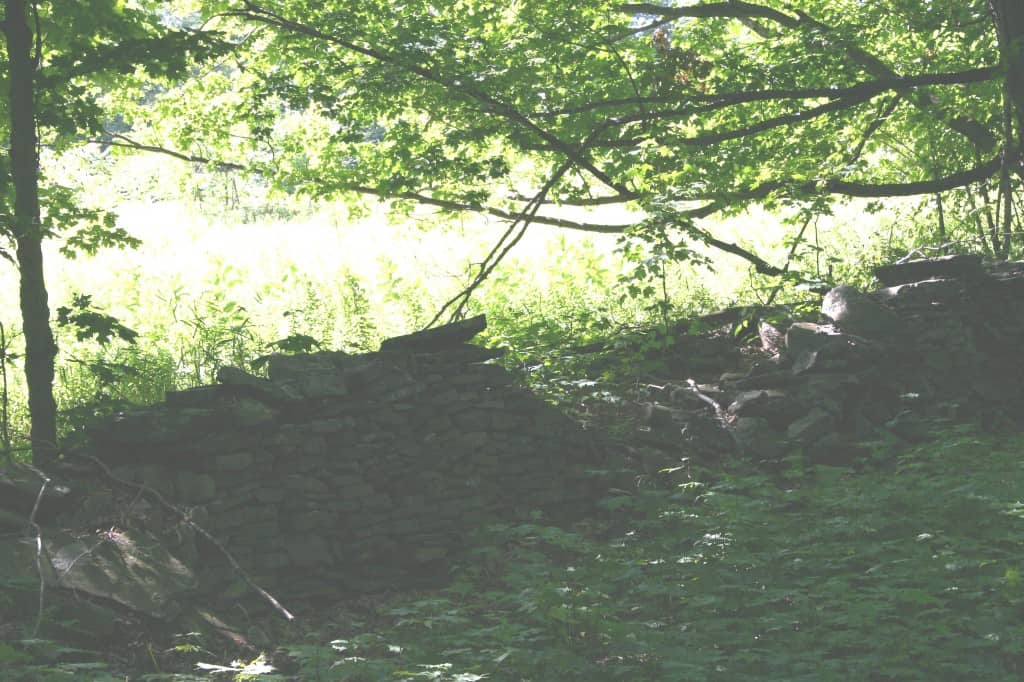 Endless Mountain Labradors