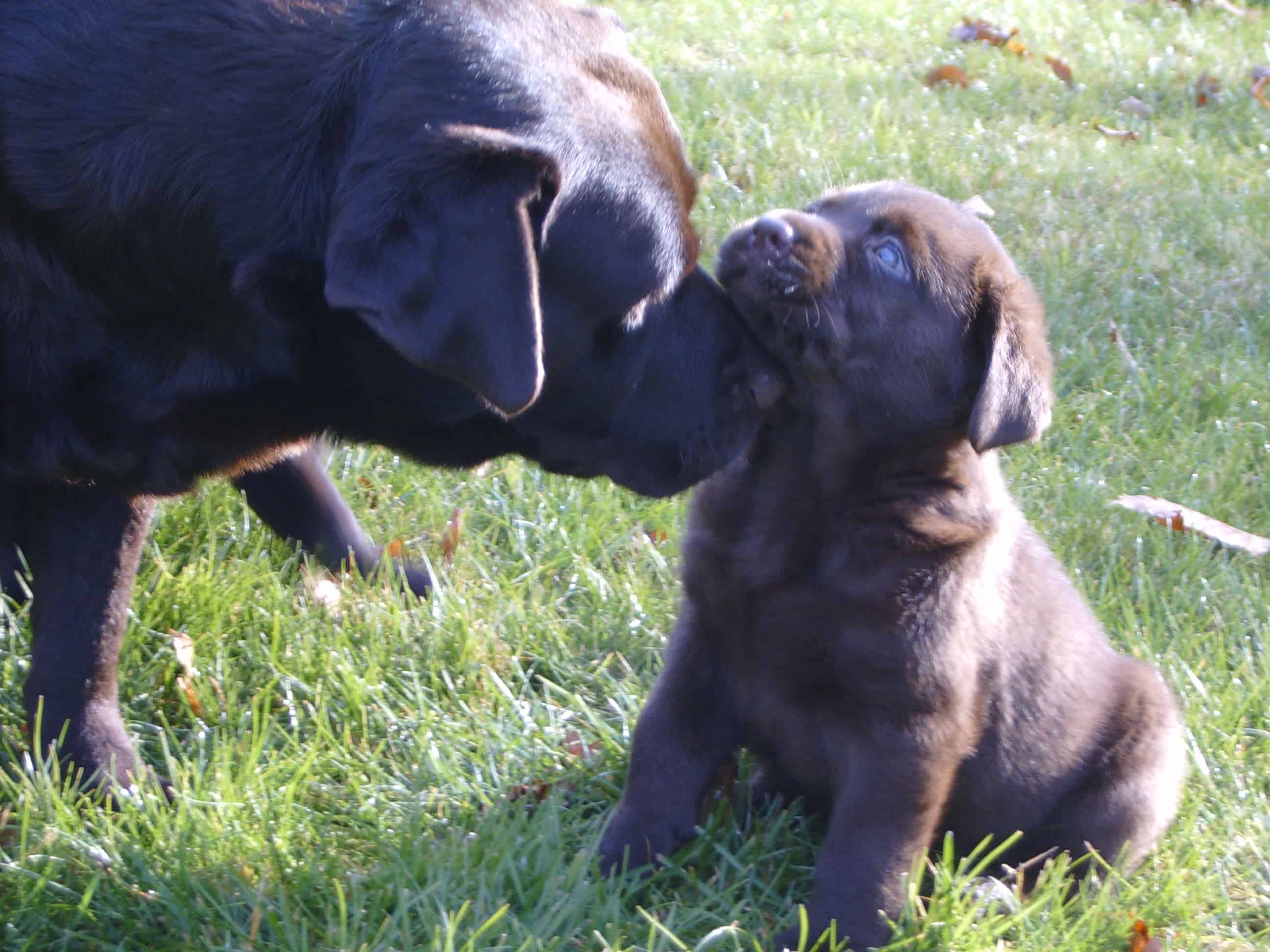 momma and pup -Endless Mt. Labradors