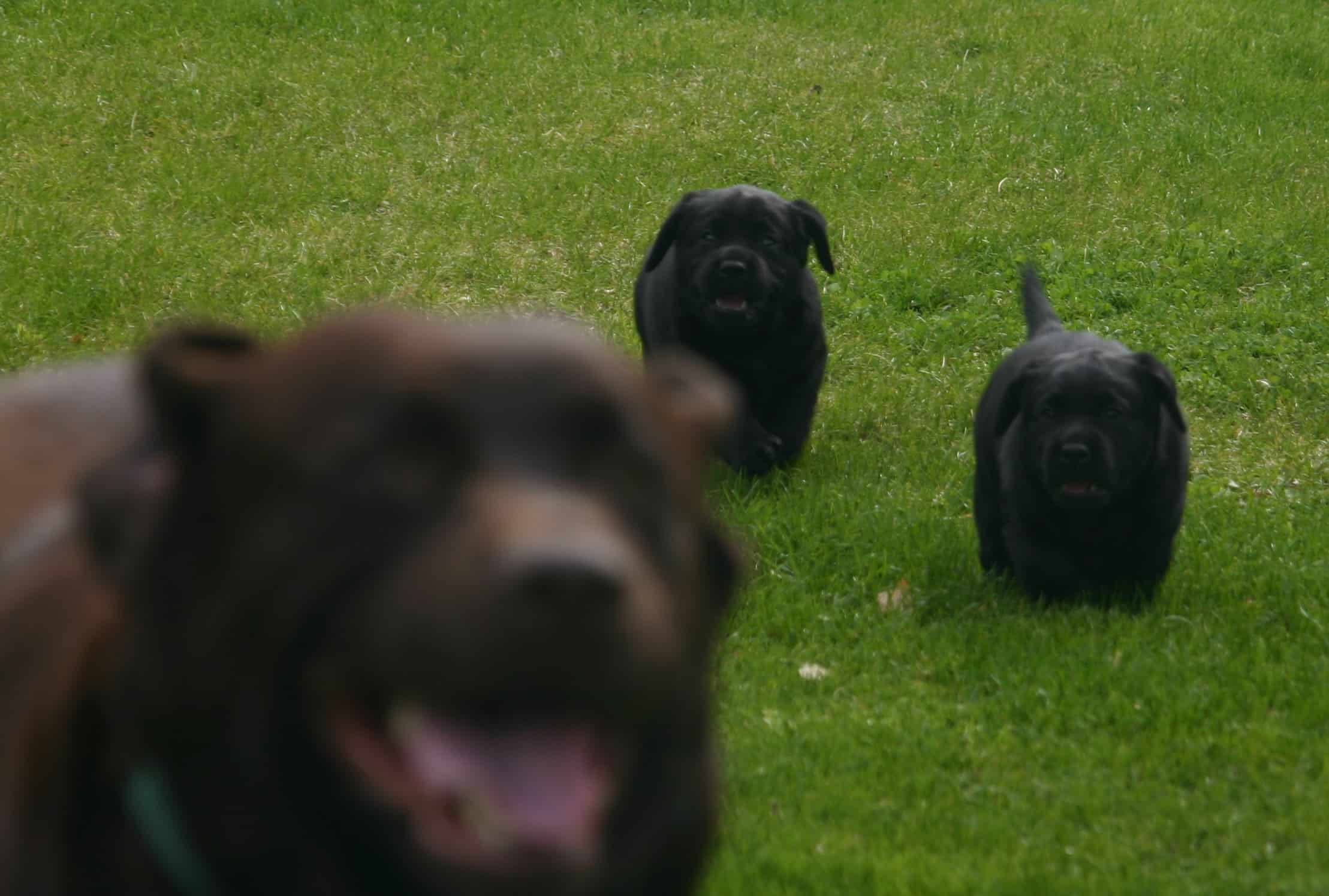 pups chasing momma - Endless Mt. Labradors