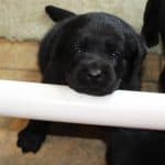 5 week old black female pup- Endless MT. Labradors