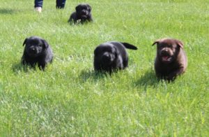 puppies running in the yard