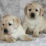 Chubby Misty Mae x Hero puppies- Endless Mt. Labradors