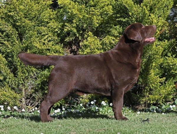 European chocolate lab hotsell