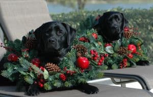 Black Female Labs dressed for Christmas- Endless Mt. Labradors