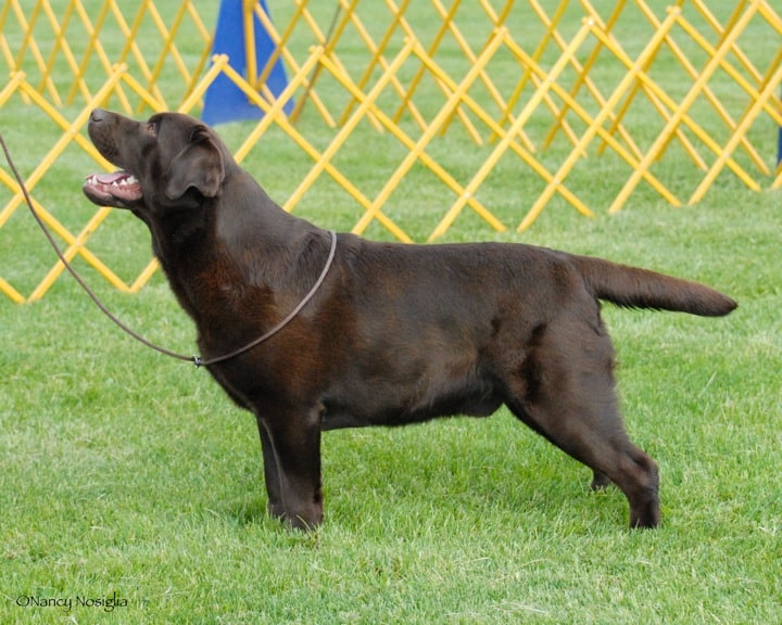 sandy mountain labradors