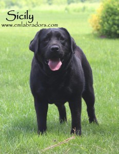 Sicily- Endless Mt. Labradors