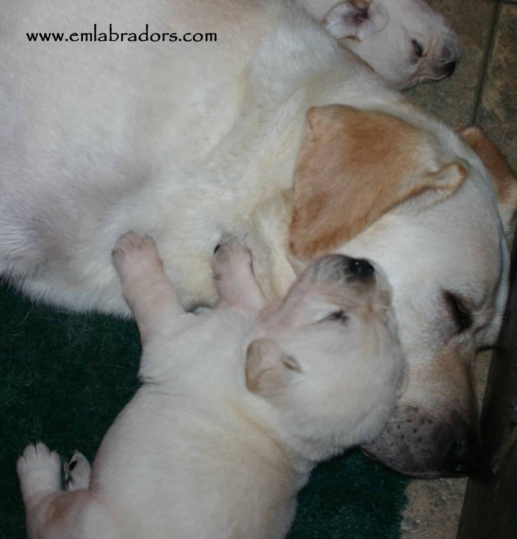 Amy and sleepy pup- Endless Mountain Labradors
