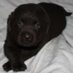 chocolate female puppy- Endless Mt. Labradors