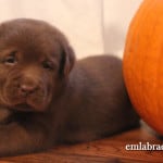 chocolate labrador puppy with pumpkin- Endless Mt. Labradors