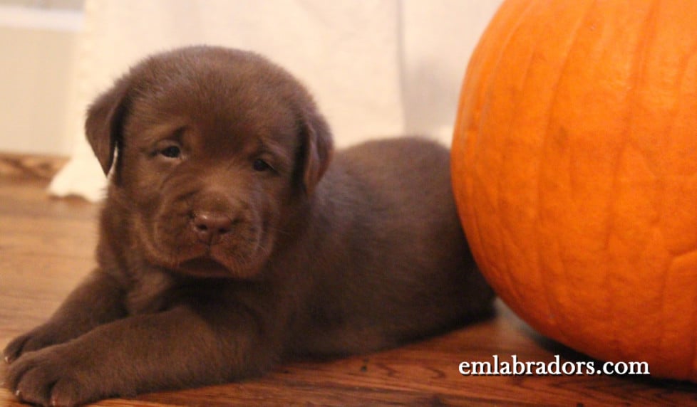 chocolate labrador puppy with pumpkin- Endless Mt. Labradors