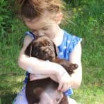 chocolate male with little girl- Endless Mt. Labradors