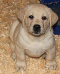 yellow male pup- Endless Mt. Labradors