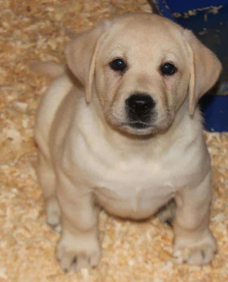 What is a “Dudley” Labrador? (What’s up with the pink nose ...