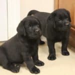 black male pups- Endless Mt. Labradors