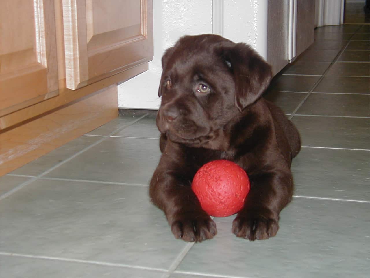 Doc pup-Endless Mt. Labradors