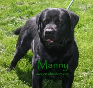 Manny- Endless Mountain Labradors