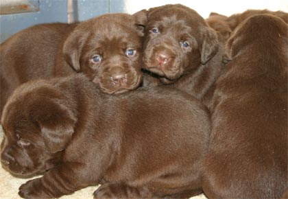 chocolate puppies- Endless Mt. Labradors