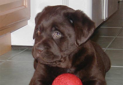 When to neuter a hot sale labrador