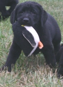 Jolene x Stealer pup- Endless Mt. Labradors