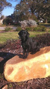 Abbey (Erica/Mackie)- Endless Mt. Labradors small size