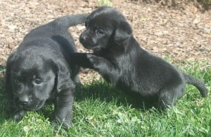 Erica/Mackie pups- Endless Mt. Labradors- good size