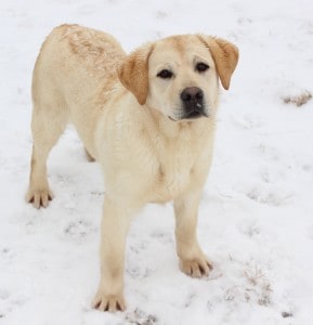 Burton- Endless Mt. Labradors