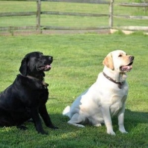 Dock and Reina- Endless Mt. Labradors with good temperament