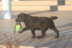 Puppy carrying toy- Endless Mt. Labradors