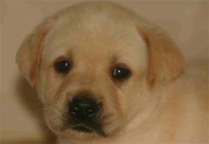 do labradors have pink noses