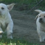 breeder - english labrador puppies