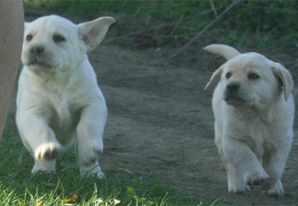 breeder - english labrador puppies