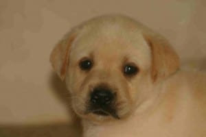 Essence puppy- Endless Mountain Labradors