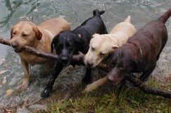labs playing in water