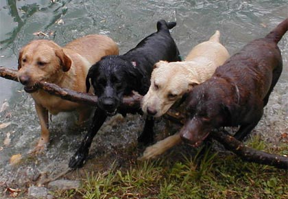 labs playing in water