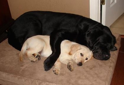 multiple puppies