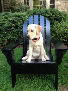 Gracie- Endless Mt. Labradors