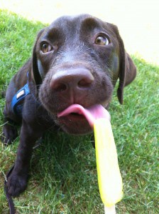 Pup and popsicle- Endless Mt. Labradors