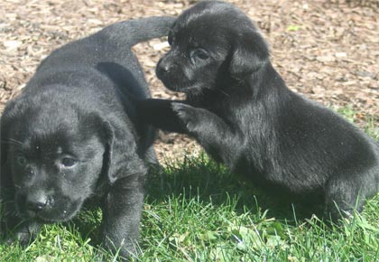 dog that looks like a lab but smaller