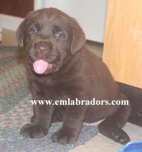 Eleanor pup- Endless Mt. Labradors