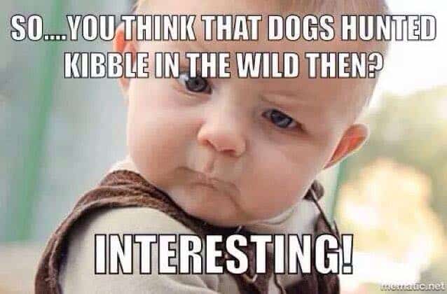 So... you think that dogs hunted kibble in the wild then? Interesting!- Endless Mt. Labradors