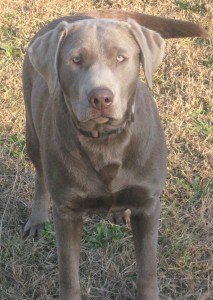 Silver Labrador